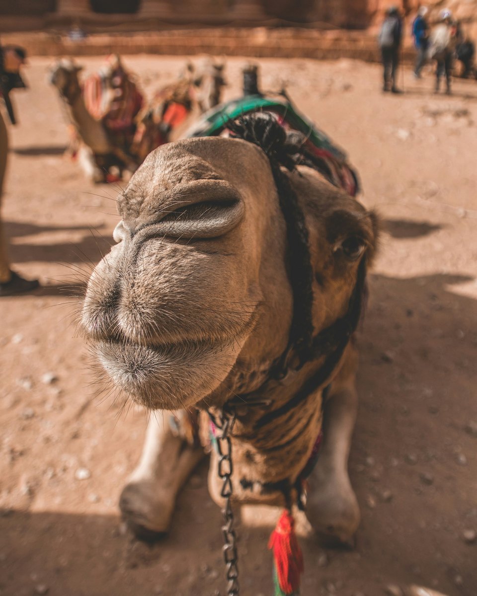 Dromadaire a Petra en Jordanie