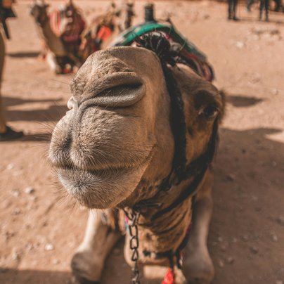 Dromadaire a Petra en Jordanie