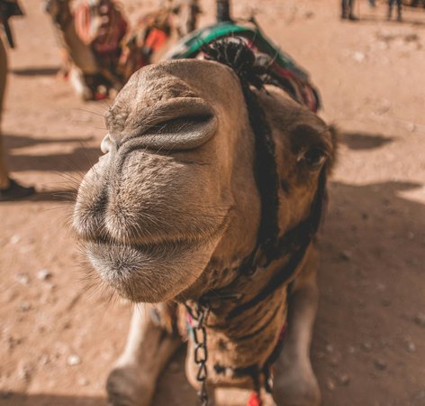 Dromadaire a Petra en Jordanie