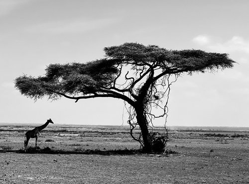 Souvenir du voyage de David, Kenya