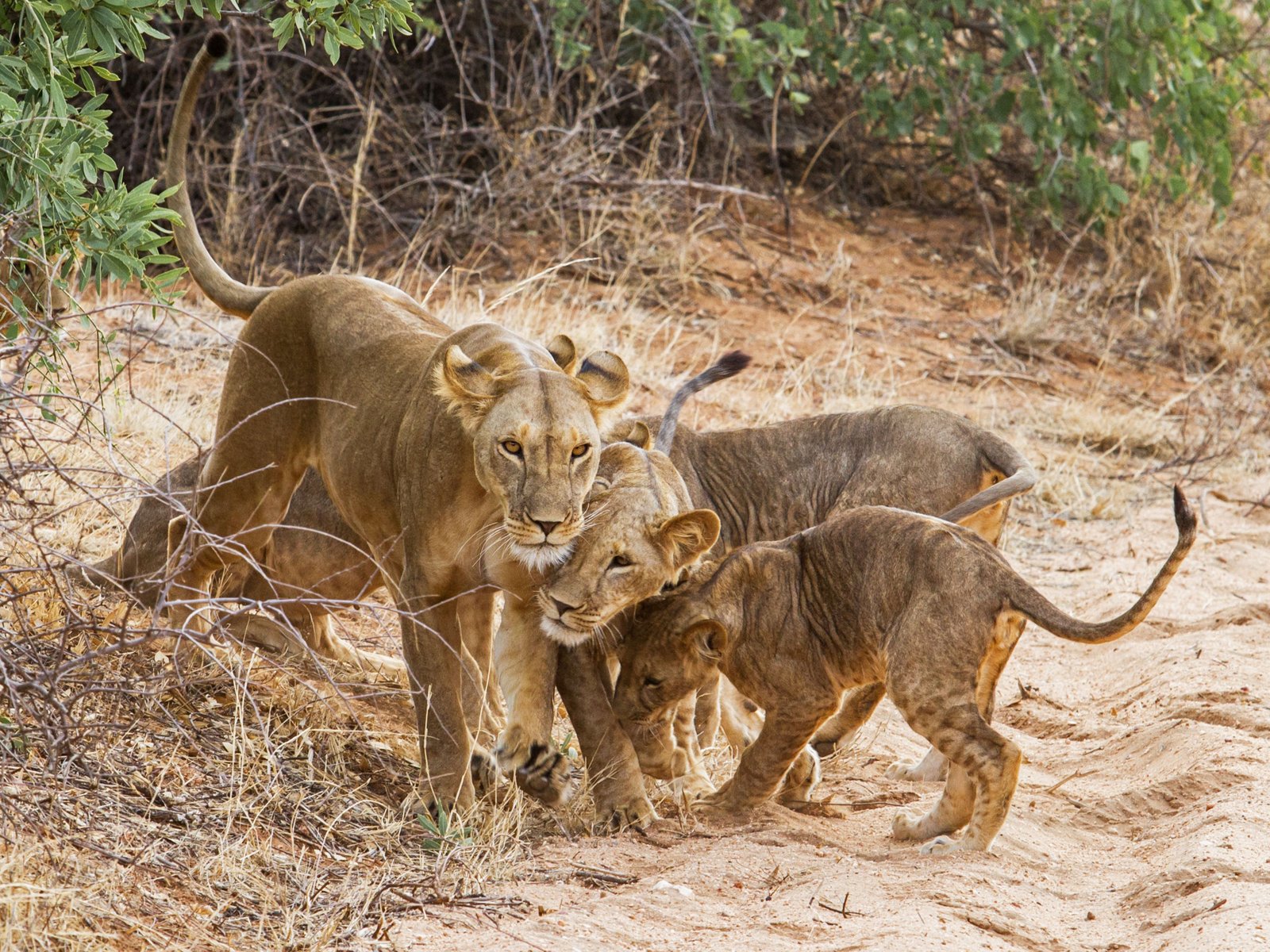 Kenya