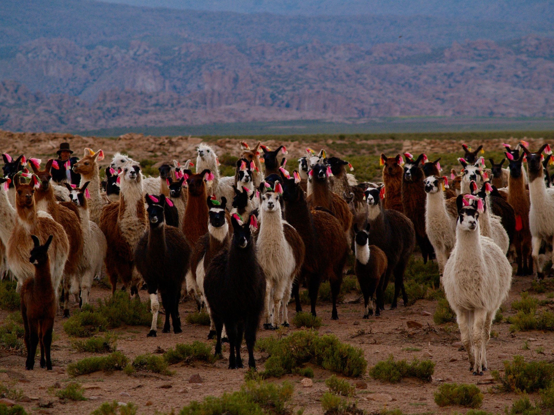 Lama bolivie