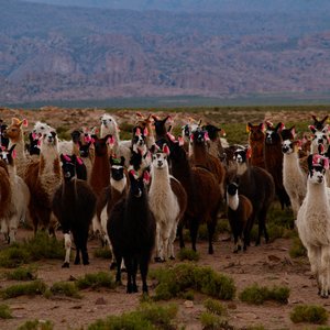 Lama bolivie