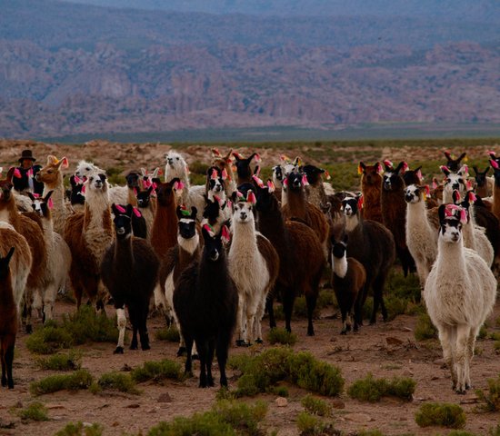 Lama bolivie