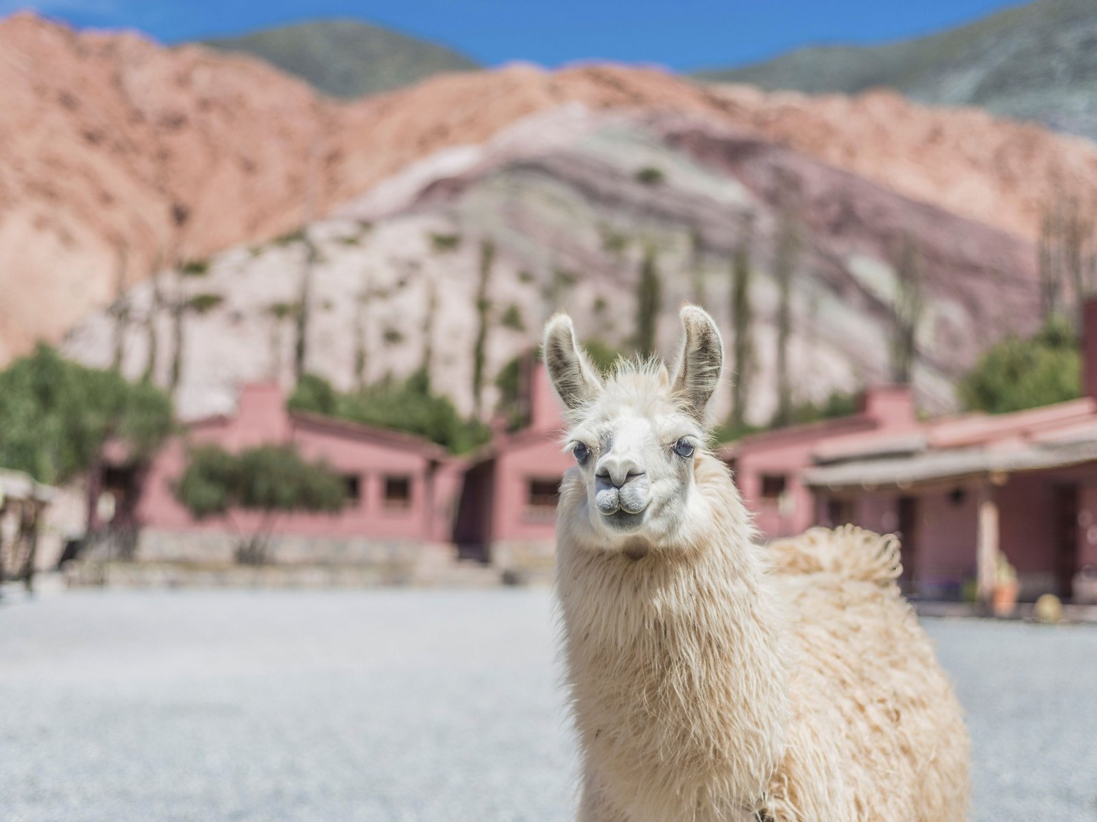 Lama à Purmamarca, Jujuy, Argentine