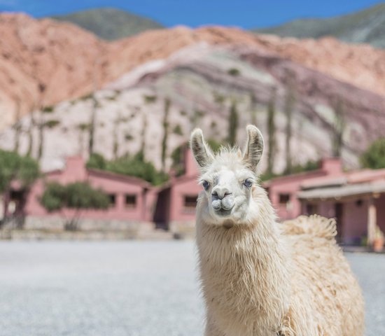 Lama à Purmamarca, Jujuy, Argentine