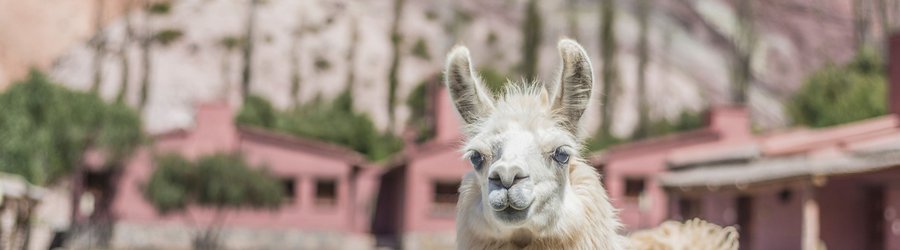 Lama à Purmamarca, Jujuy, Argentine