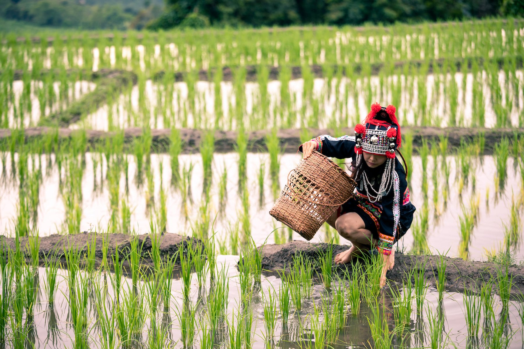 Hmong au Laos
