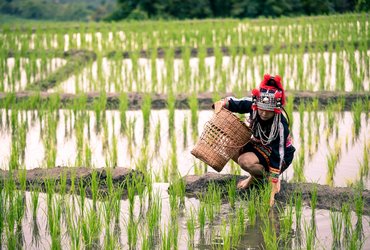 Hmong au Laos