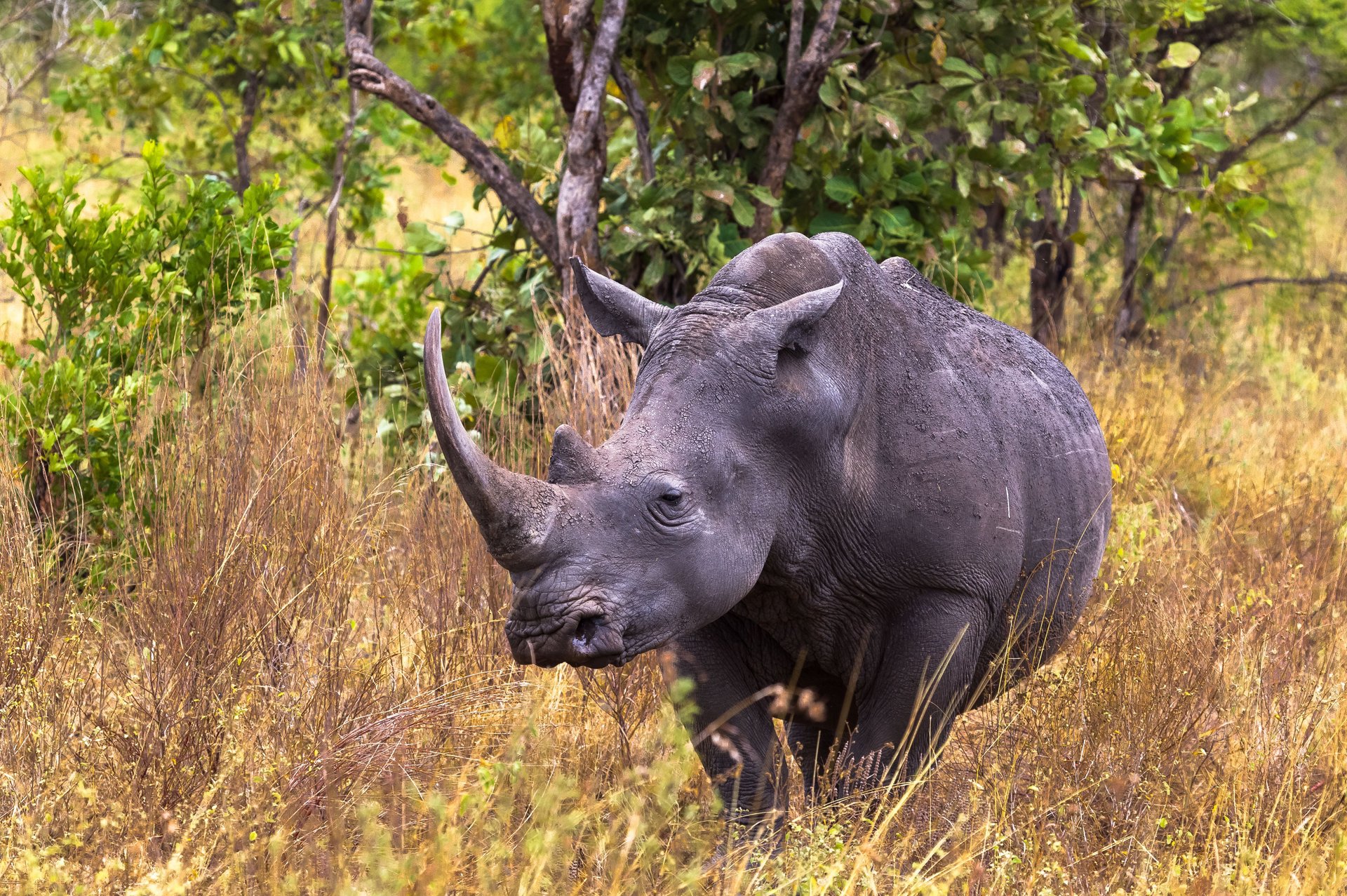 Le parc National de Meru