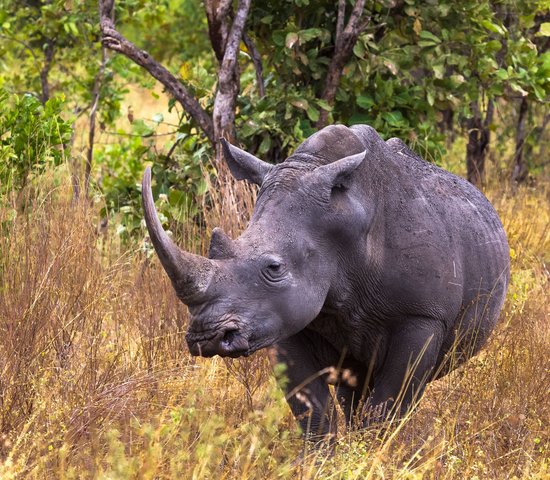 Le parc National de Meru