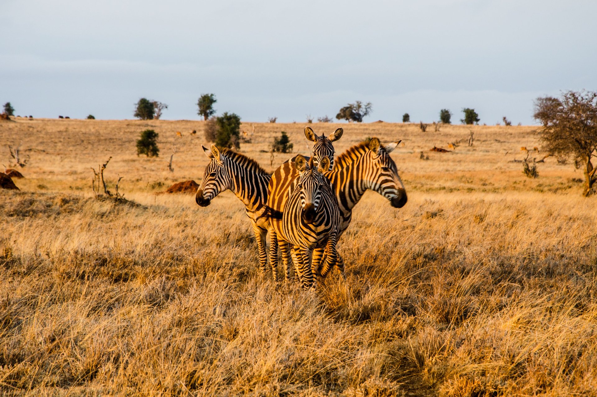 Le parc National de Tsavo Ouest