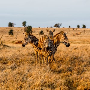 Le parc National de Tsavo Ouest
