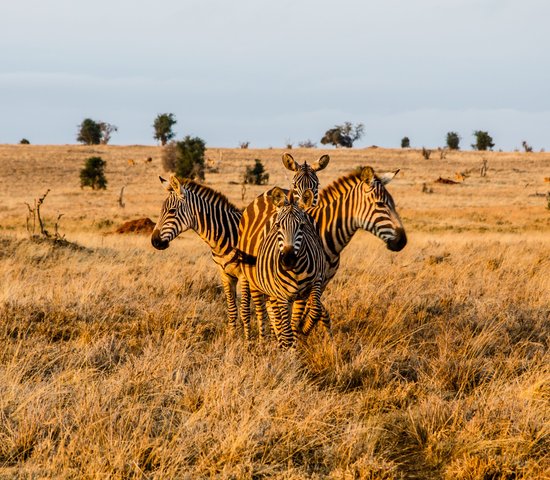 Le parc National de Tsavo Ouest
