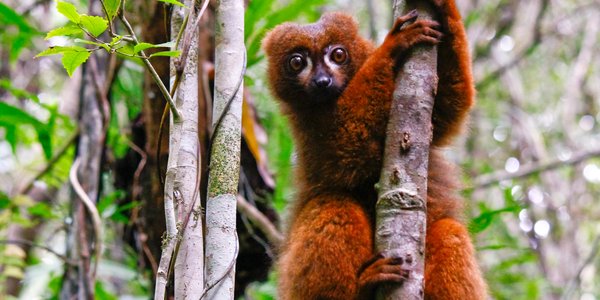 Lemurien dans le parc national Ranomafana a Madagascar