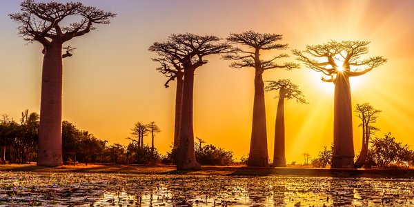 Avenue des baobabs a Madagascar