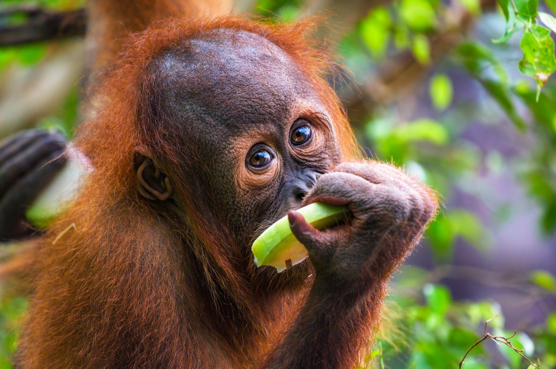 Orang Outan à Bornéo en Malaisie