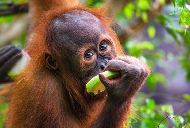 Orang Outan à Bornéo en Malaisie