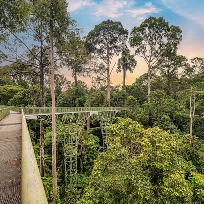 Forêt de Sabah en Malaisie