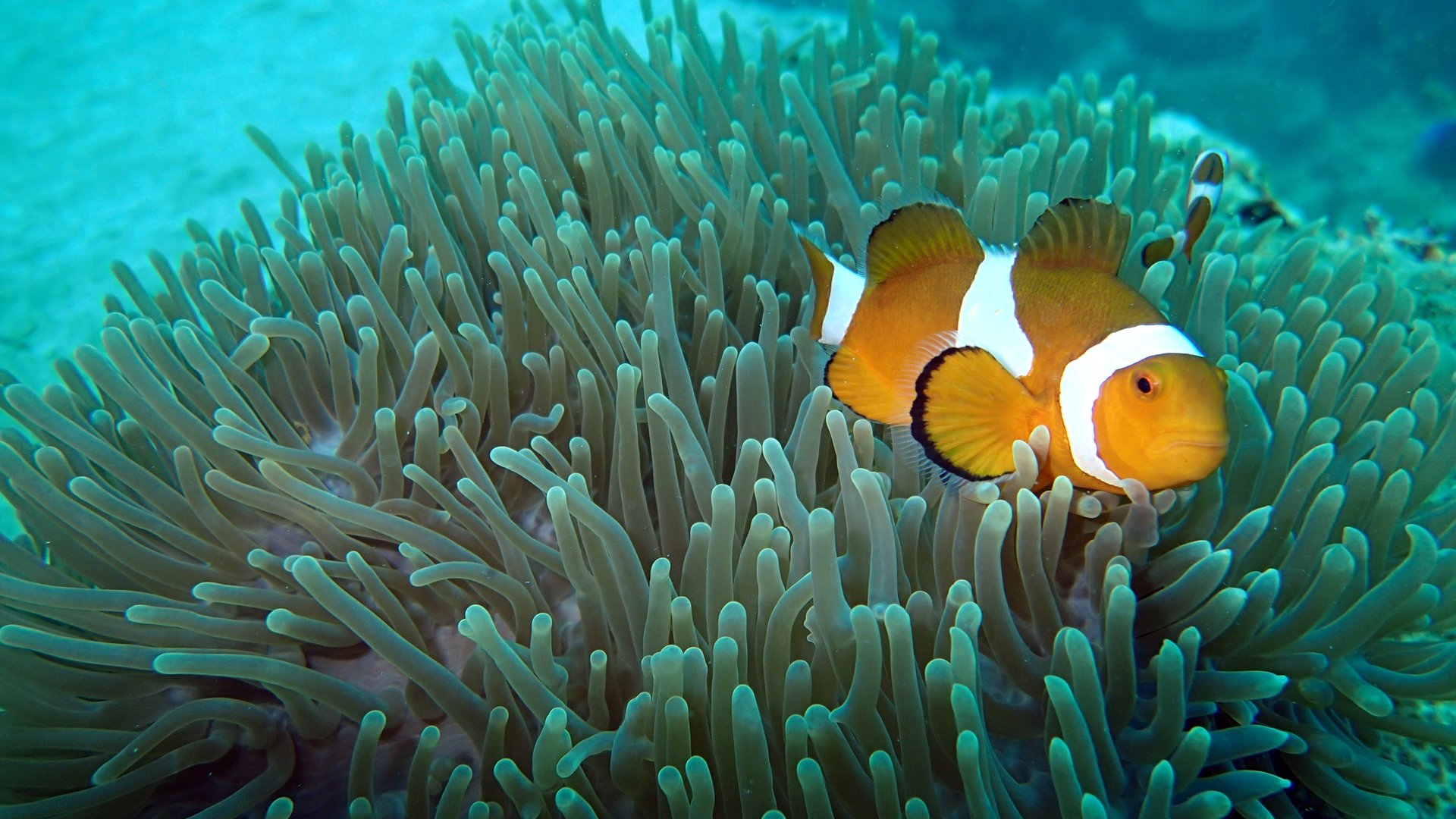 Iles Tioman en Malaisie