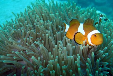 Iles Tioman en Malaisie