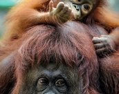 Orang Outan en Malaisie