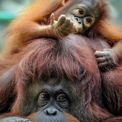 Orang Outan en Malaisie