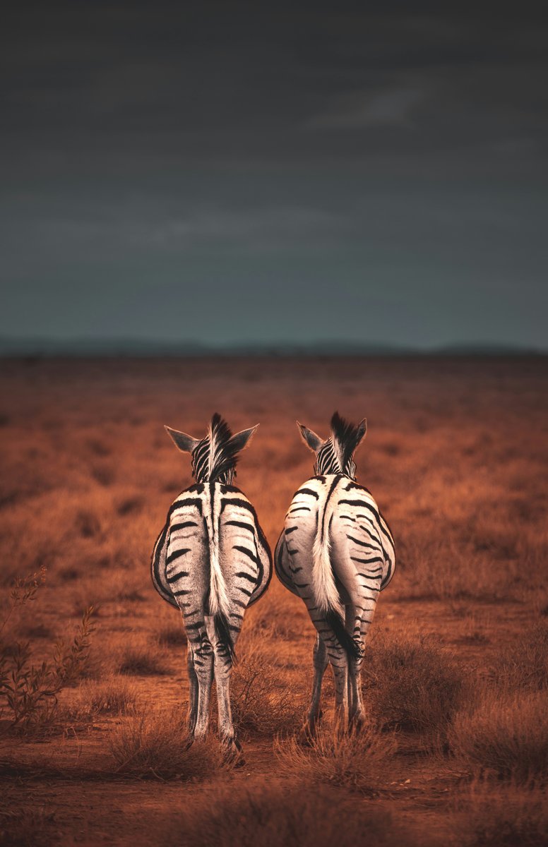 Zebres en Namibie