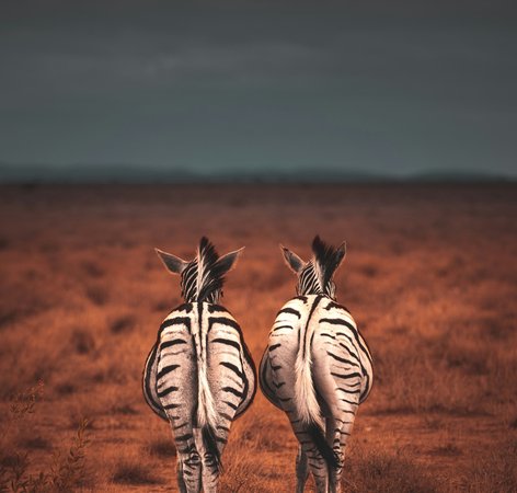 Zebres en Namibie