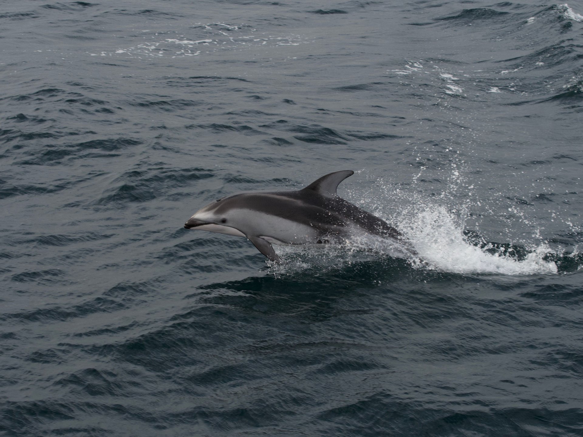Observation des dauphins en Californie, Etats Unis
