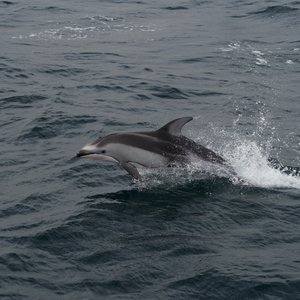 Observation des dauphins en Californie, Etats Unis