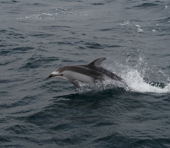 Observation des dauphins en Californie, Etats Unis