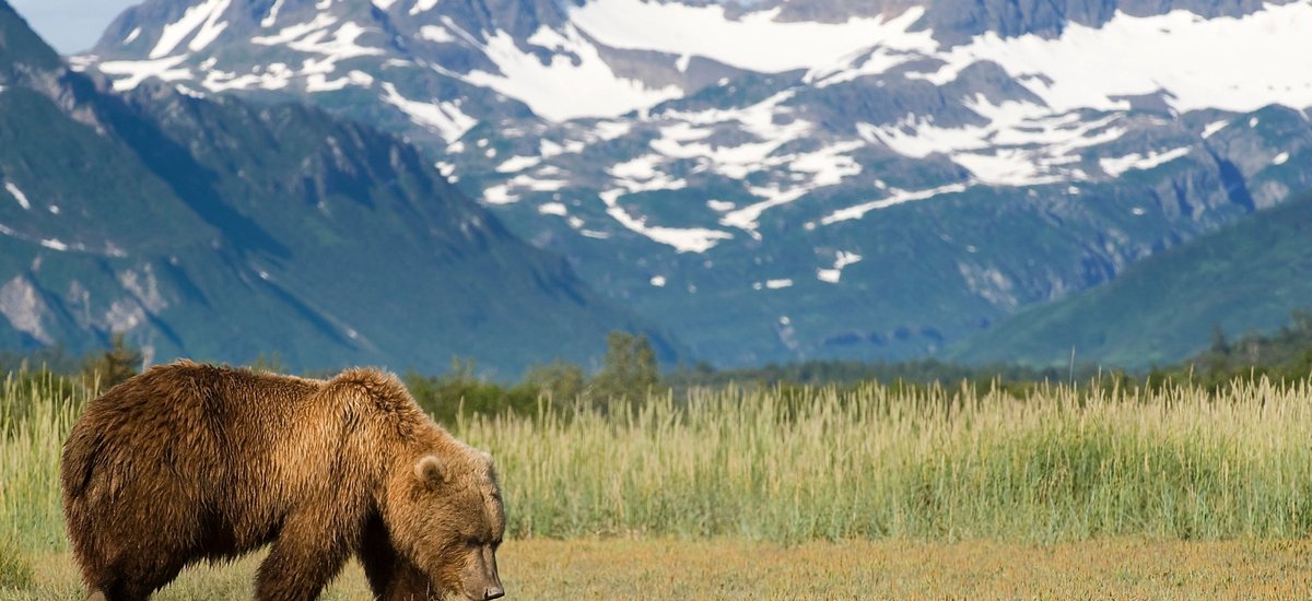 Ours brun, Alaska, Etats Unis