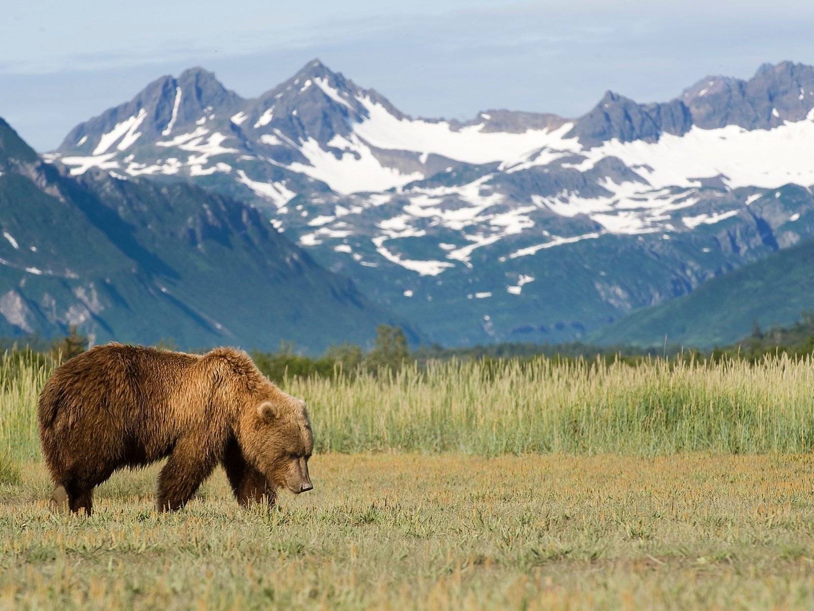 Ours brun, Alaska, Etats Unis