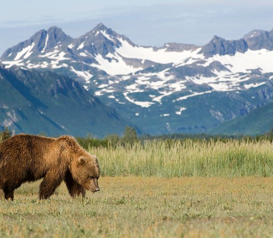 Ours brun, Alaska, Etats Unis