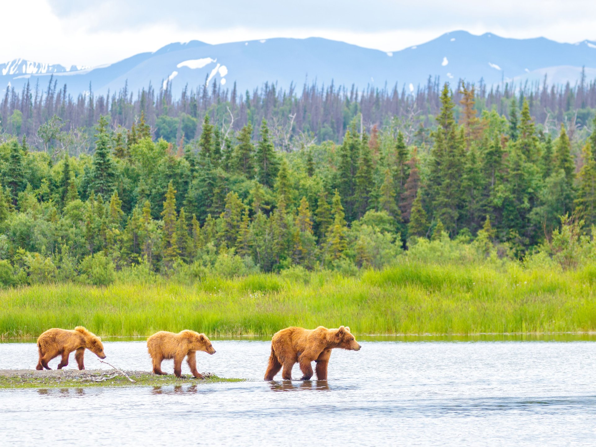 Ours marchant dans leparc national de Katmai, Alaska