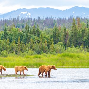 Ours marchant dans leparc national de Katmai, Alaska