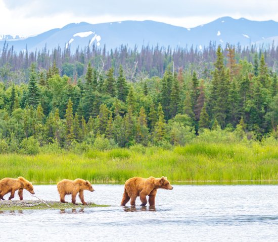 Ours marchant dans leparc national de Katmai, Alaska