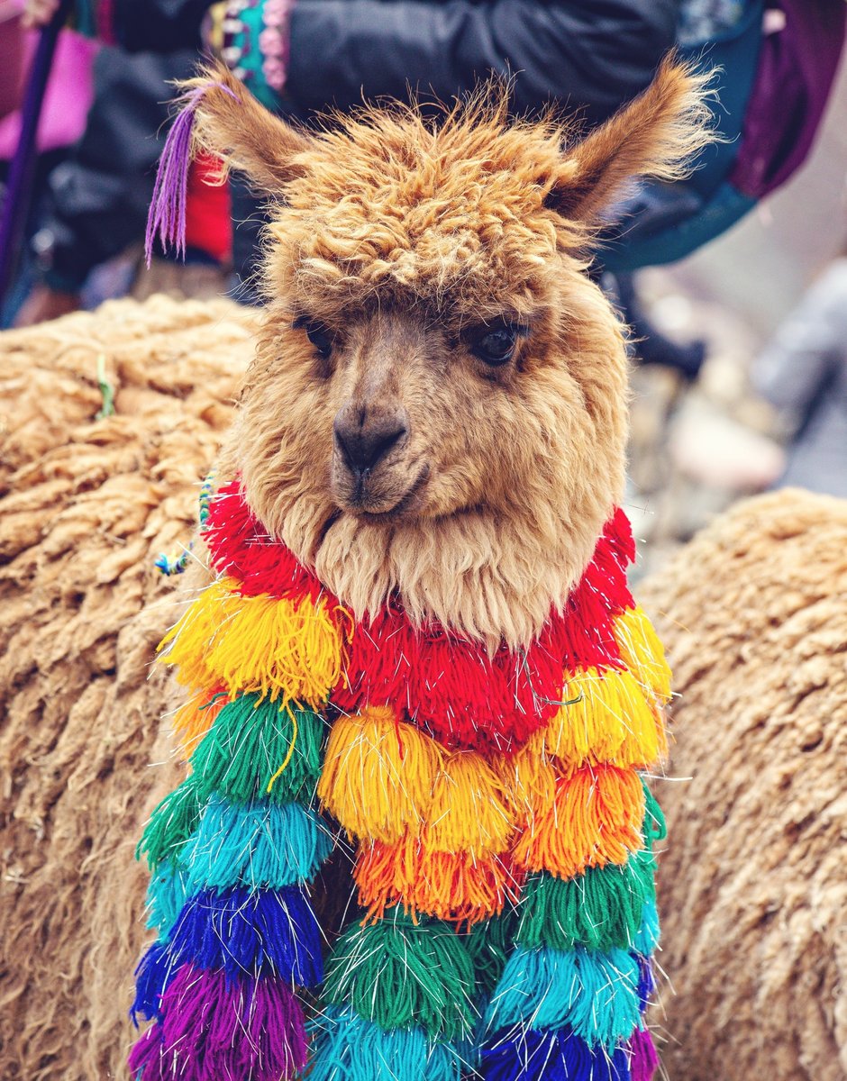 Alpaga a Cuzco au Perou