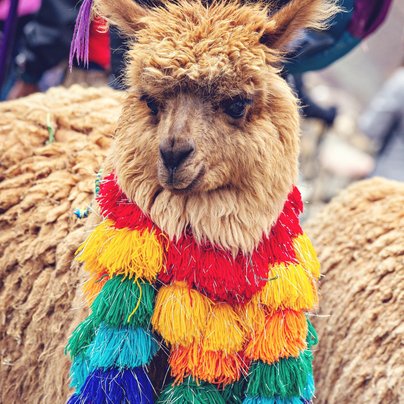 Alpaga a Cuzco au Perou