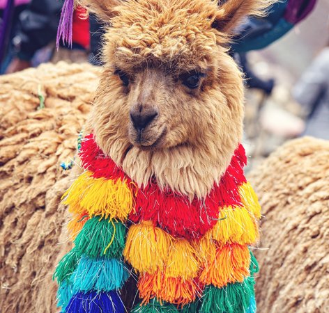Alpaga a Cuzco au Perou