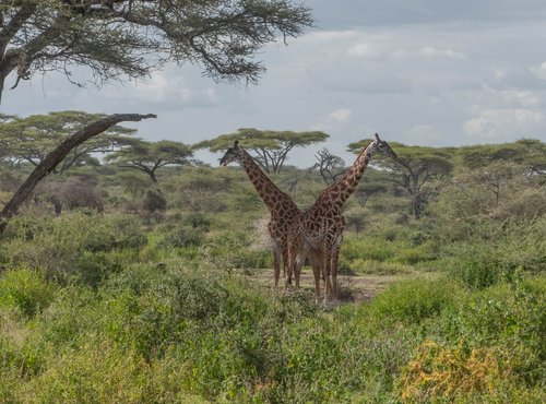 Souvenir du voyage de Catherine, Tanzanie