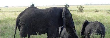 Souvenir du voyage de Elisabeth, Tanzanie