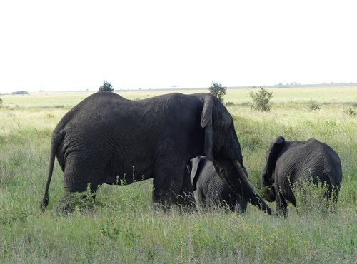 Souvenir du voyage de Elisabeth, Tanzanie