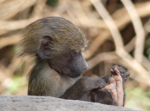 Souvenir du voyage de Charlotte, Tanzanie