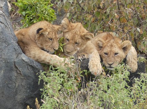 Souvenir du voyage de Charlotte, Tanzanie