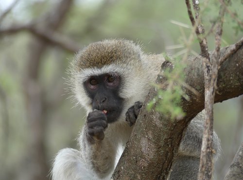 Souvenir du voyage de Charlotte, Tanzanie