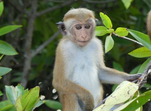 Souvenir du voyage de Claude, Sri Lanka