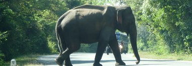 Souvenir du voyage de Claude, Sri Lanka