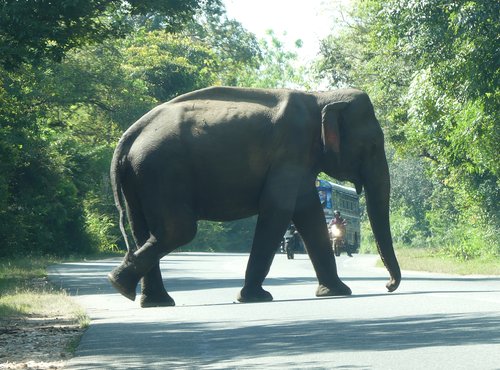 Souvenir du voyage de Claude, Sri Lanka